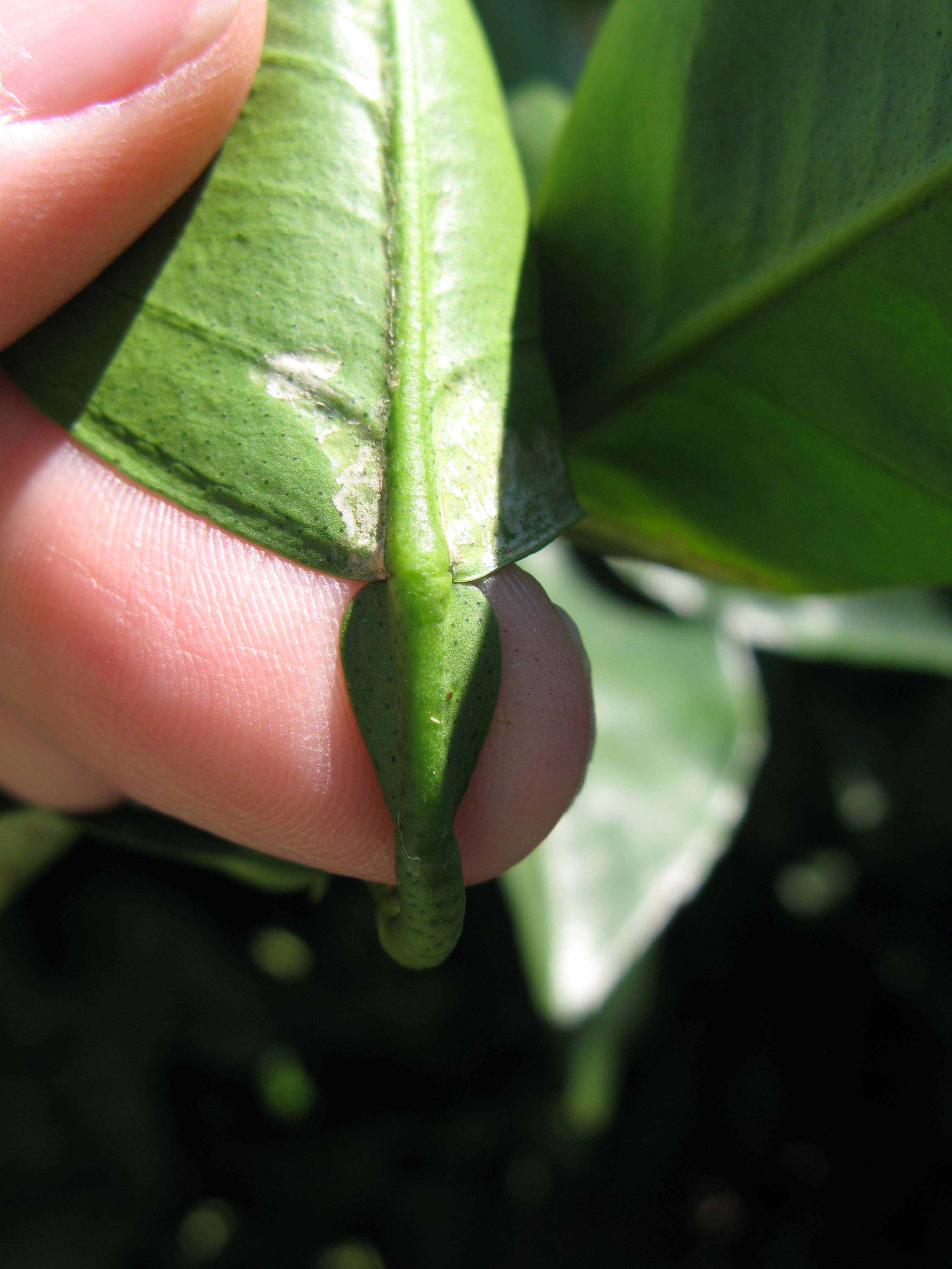              Petiole (Winter Haven, FL)       